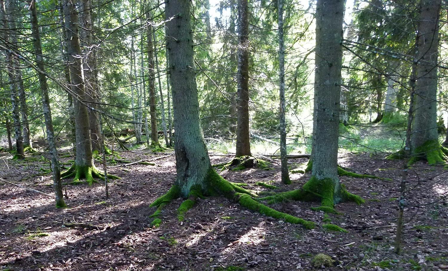 Viruna Farm Kiraste Exteriér fotografie