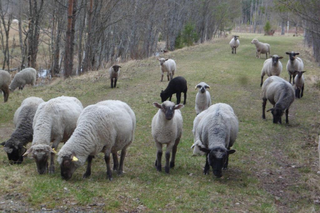 Viruna Farm Kiraste Exteriér fotografie