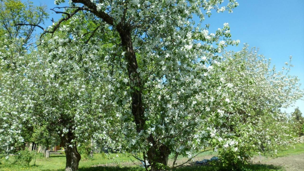 Viruna Farm Kiraste Exteriér fotografie